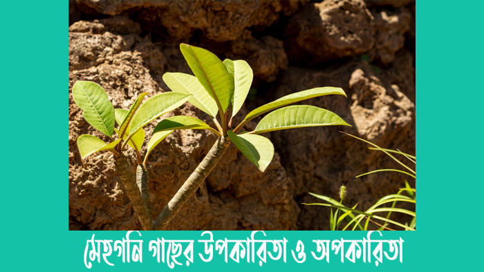 মেহগনি গাছের উপকারিতা
