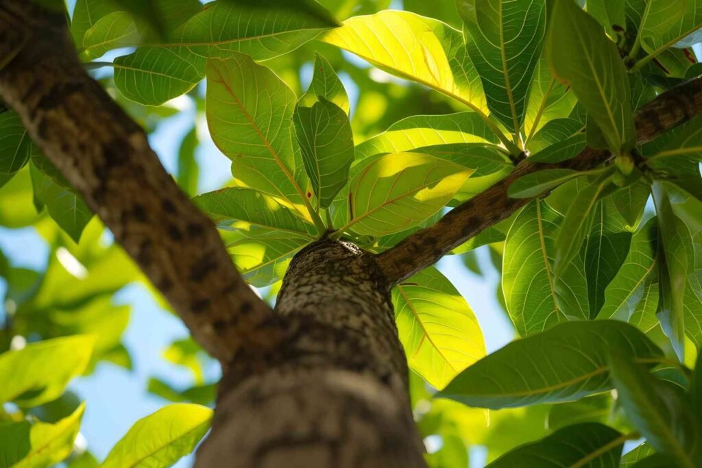 মেহগনি গাছের বৈশিষ্ট্য